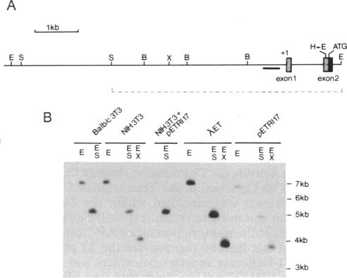 graphic file with name pnas01131-0429-a.jpg