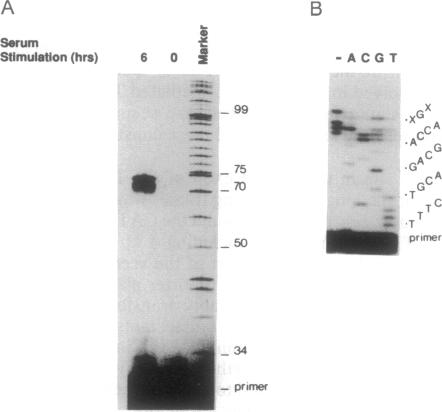 graphic file with name pnas01131-0430-a.jpg