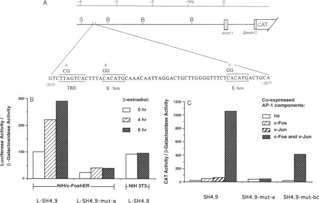 graphic file with name pnas01131-0431-a.jpg