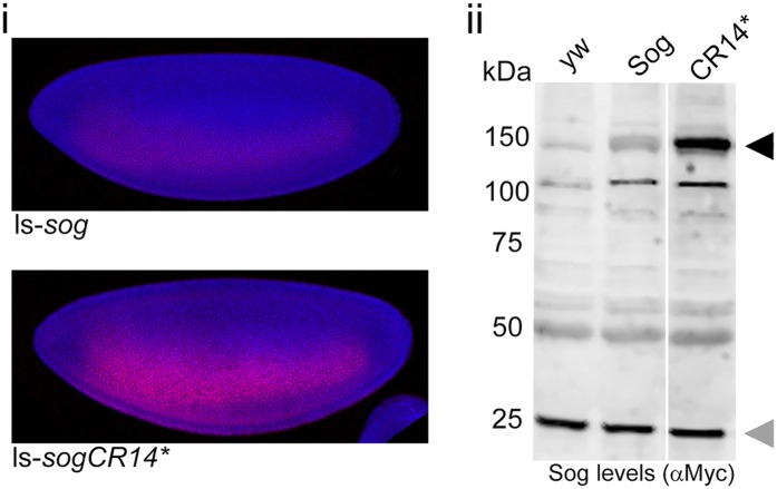 Figure 4—figure supplement 1.