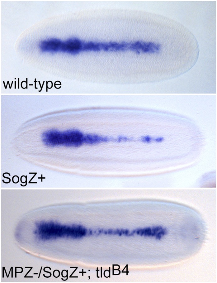 Figure 6—figure supplement 1.