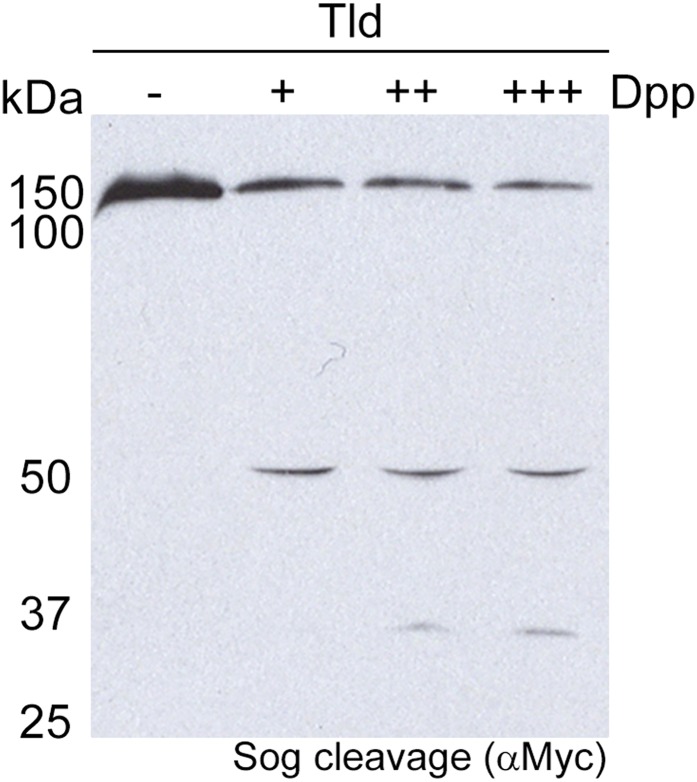 Figure 2—figure supplement 1.