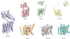 Figure 4—figure supplement 2.