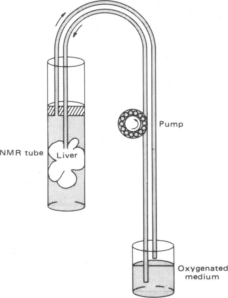 graphic file with name pnas00011-0040-a.jpg