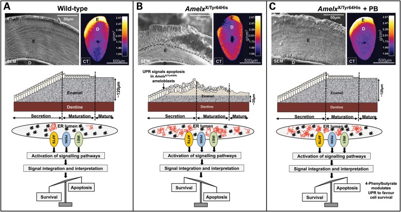 Figure 6.