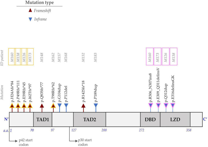 FIGURE 1