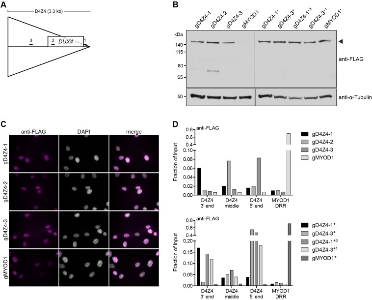 Figure 1—figure supplement 1.