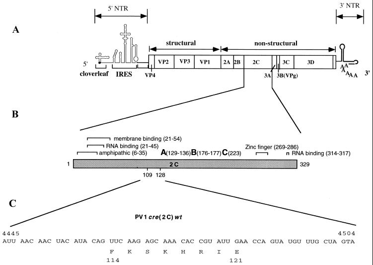 FIG. 1