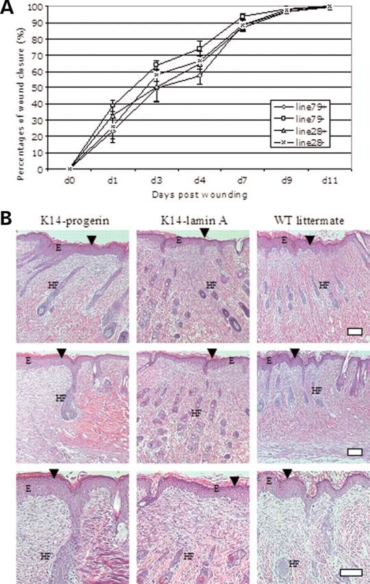 Figure 7.