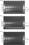 Fig. 8