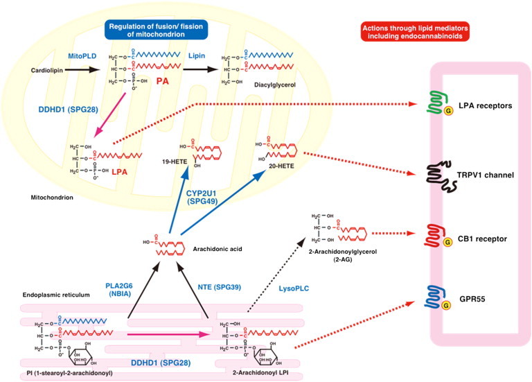 Figure 5