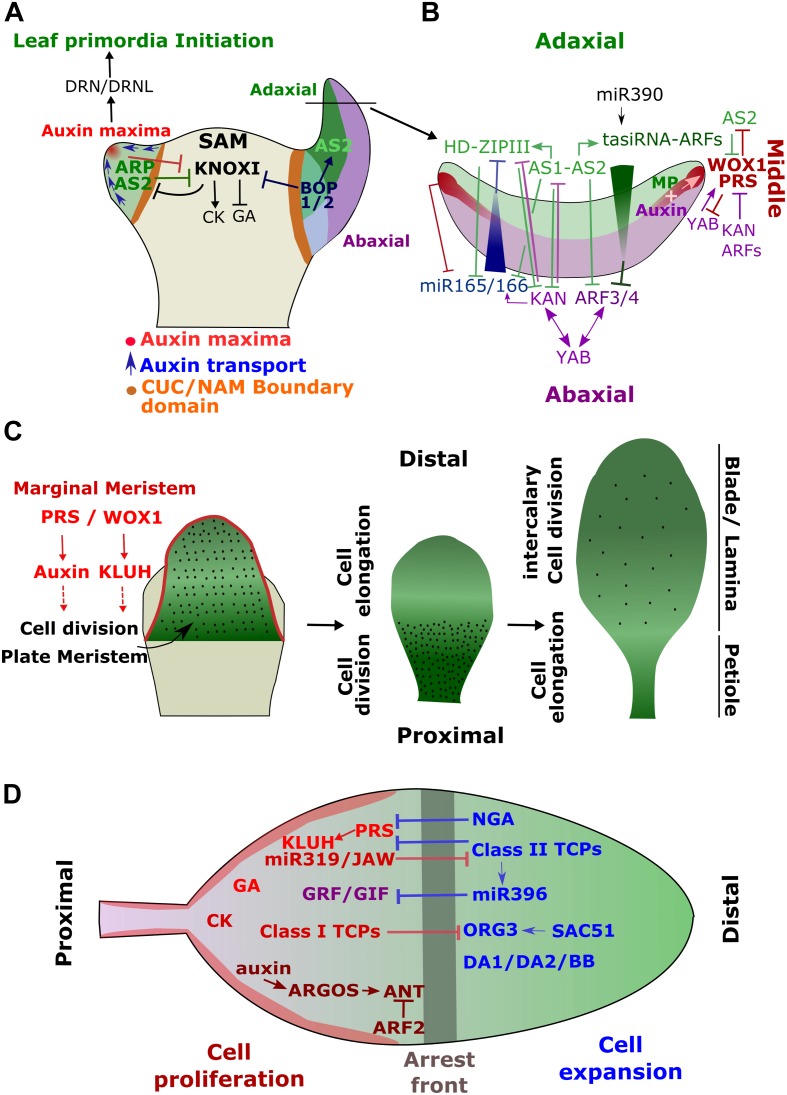 FIGURE 1