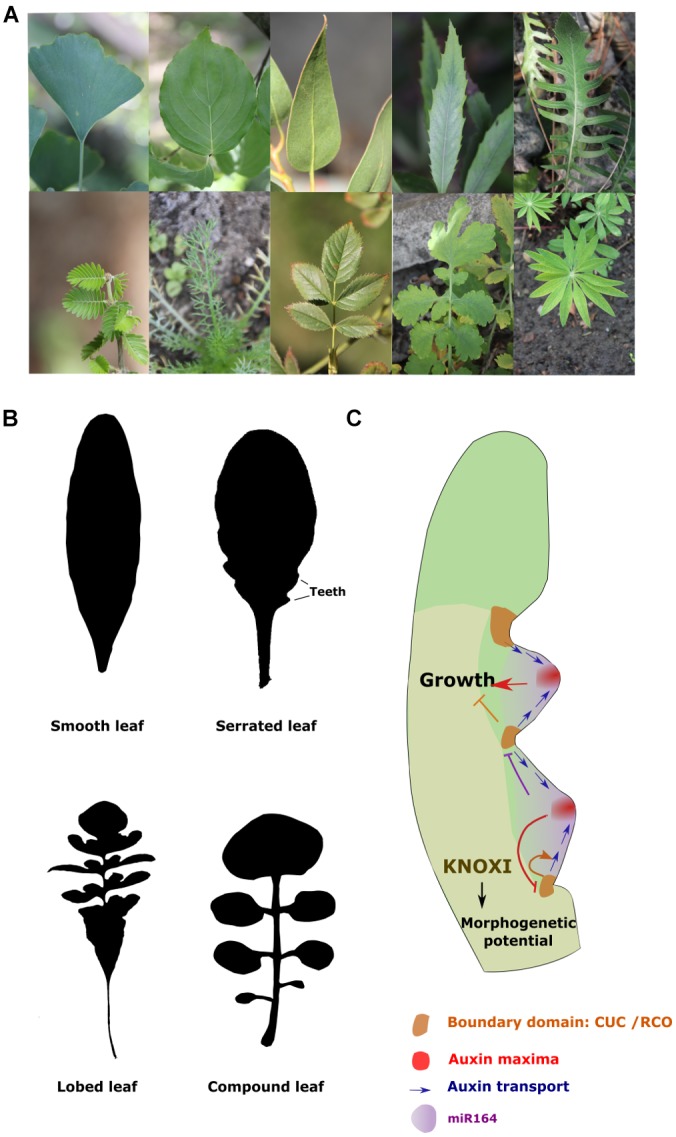 FIGURE 2