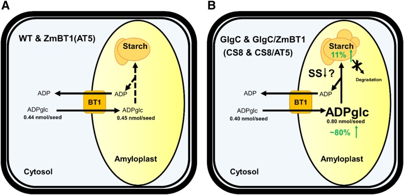 Figure 7.