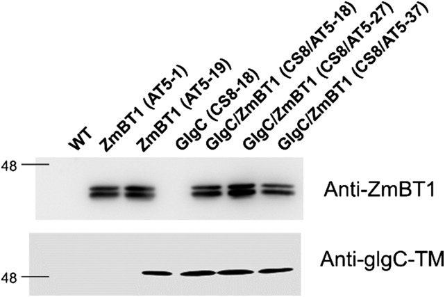 Figure 4.