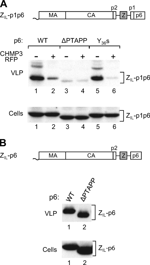 FIG. 4.