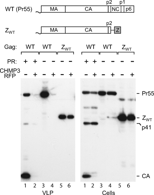 FIG. 1.