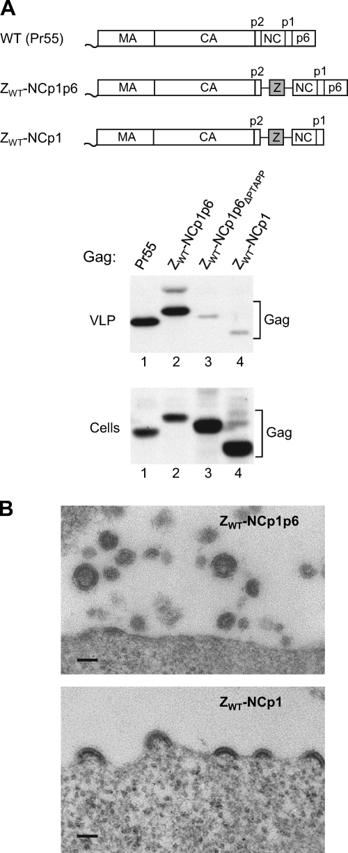 FIG. 2.