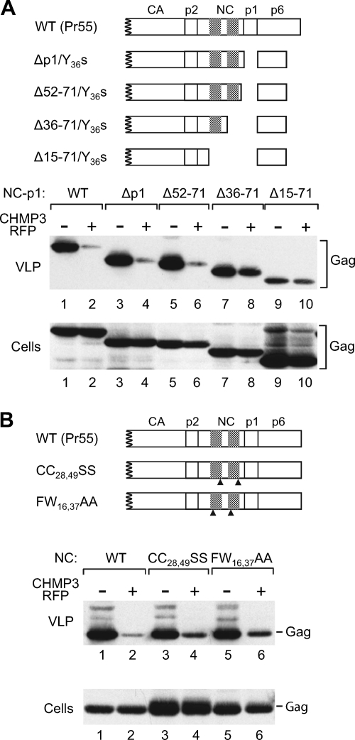 FIG. 5.