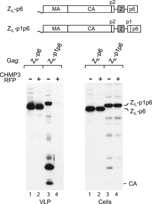 FIG. 3.