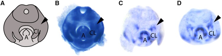 Fig. 3.