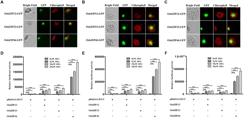 FIGURE 2