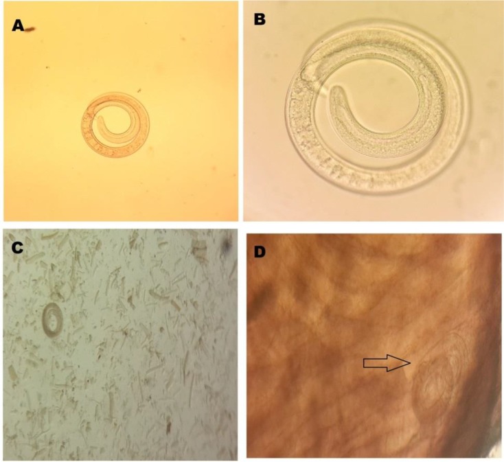 Fig. 1: