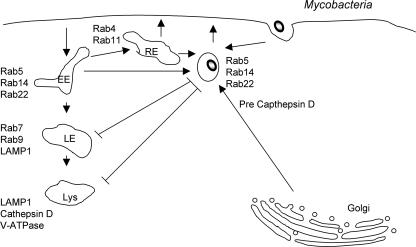 FIG. 1.