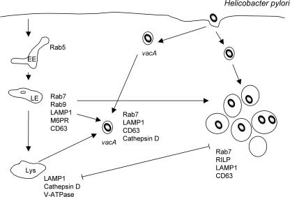 FIG. 3.