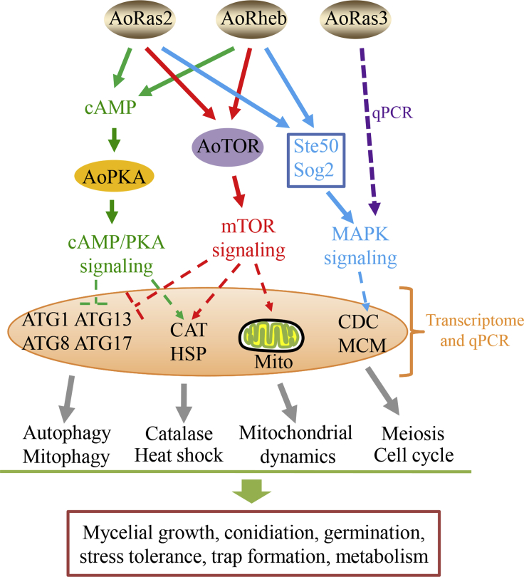 Figure 10