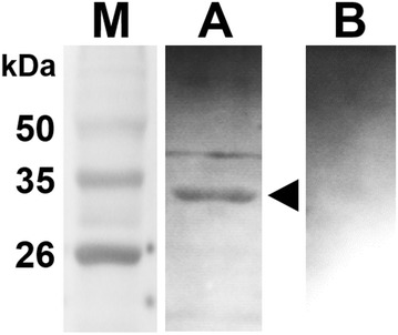 Figure 3