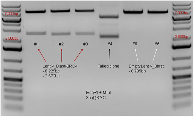 Figure 6