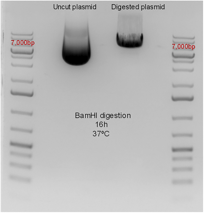 Figure 2