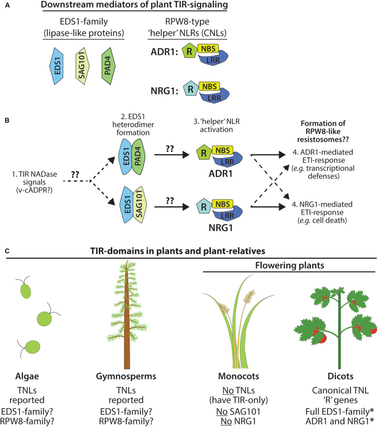 FIGURE 2