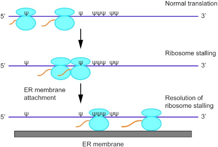 Graphical Abstract