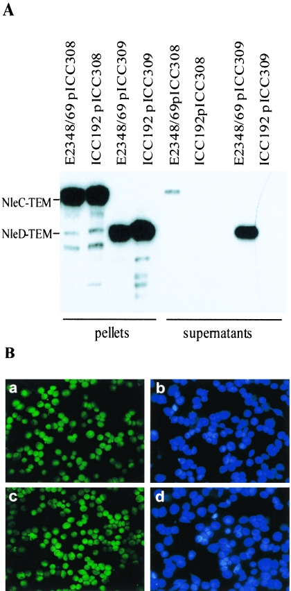 FIG. 2.