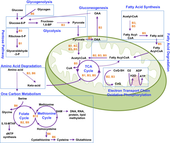 Fig. 1