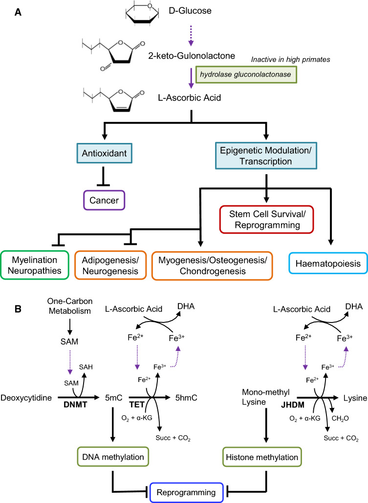 Fig. 4