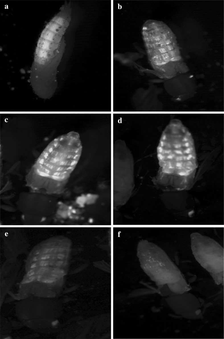 Fig. 5