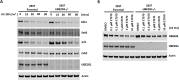 Figure 3—figure supplement 2.