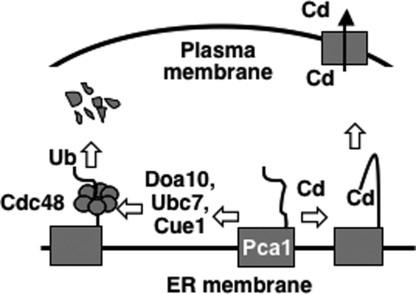 Fig. 7.