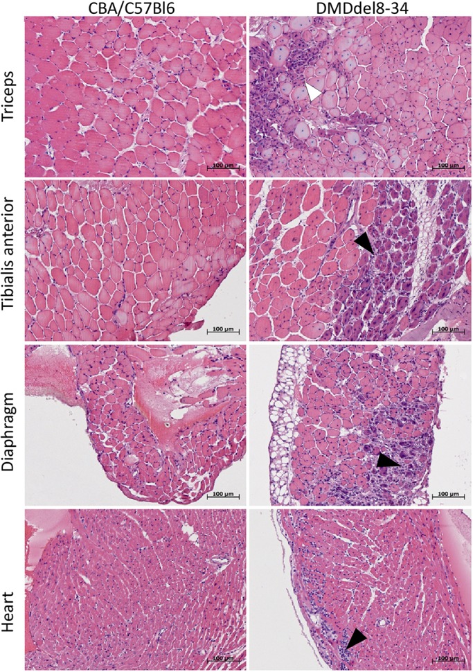 Fig. 8.