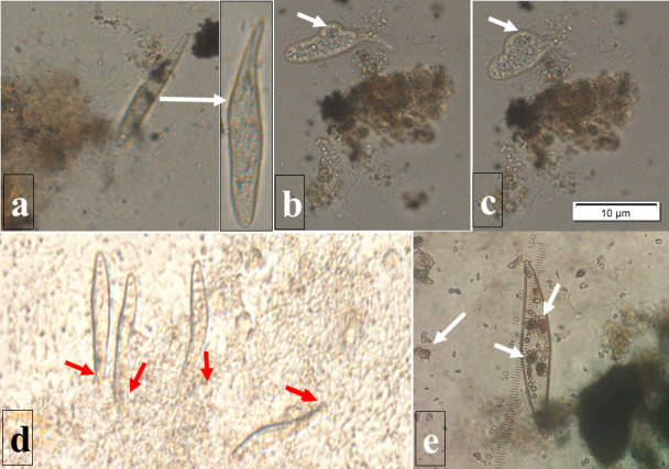 Fig 3