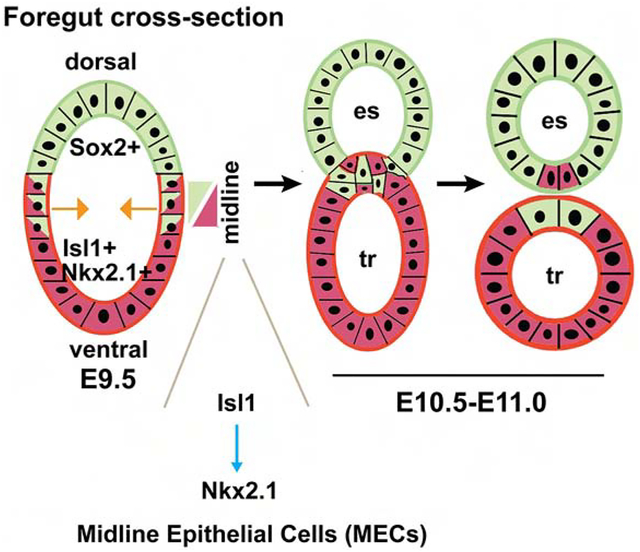 graphic file with name nihms-1543851-f0001.jpg
