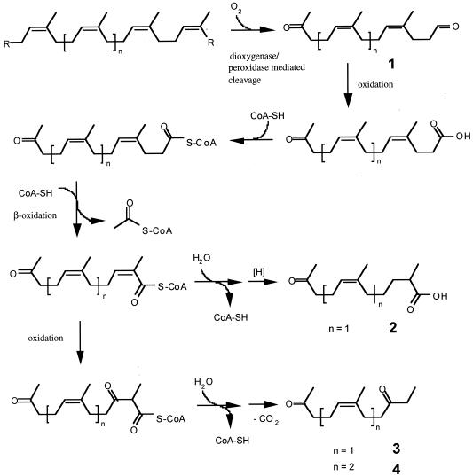 FIG. 5