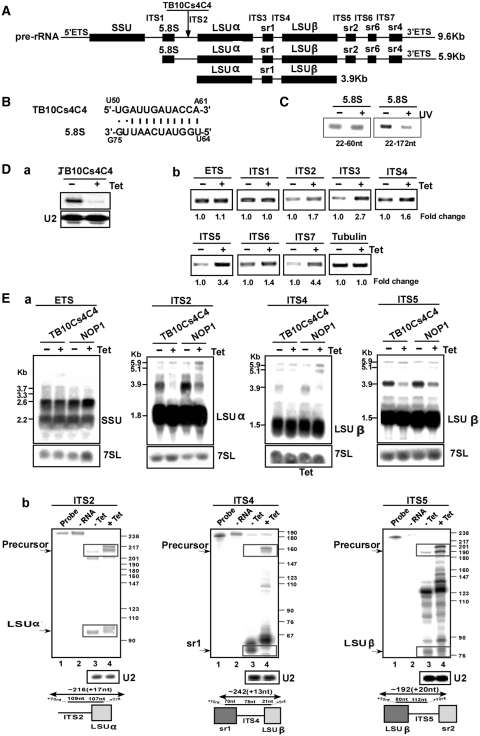 Figure 5.