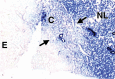 Figure 6b