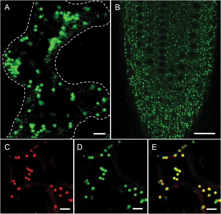 Fig. 2.