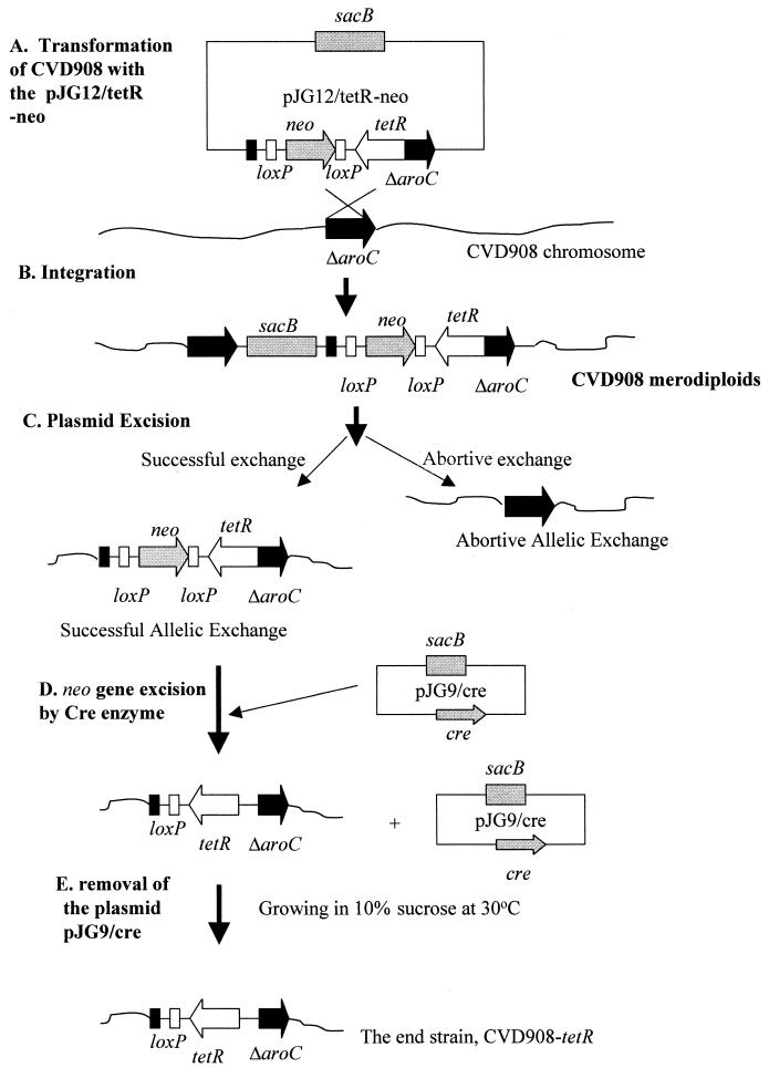 FIG. 1.