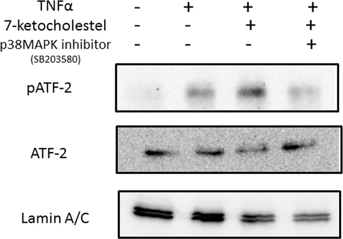 Fig 5